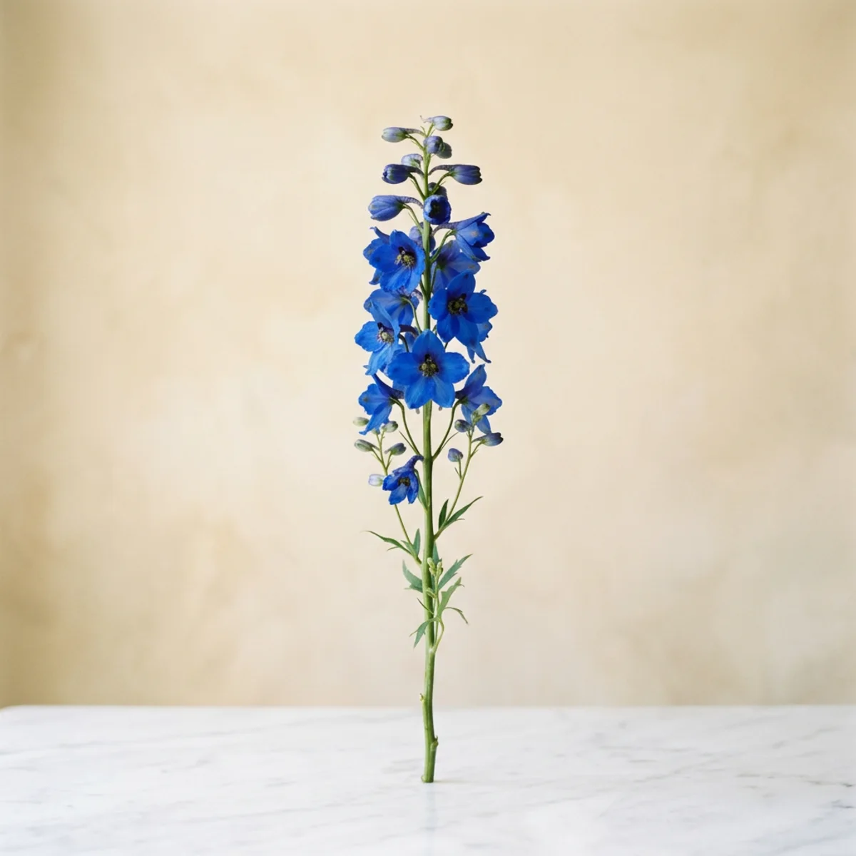 Delphinium (Larkspur)