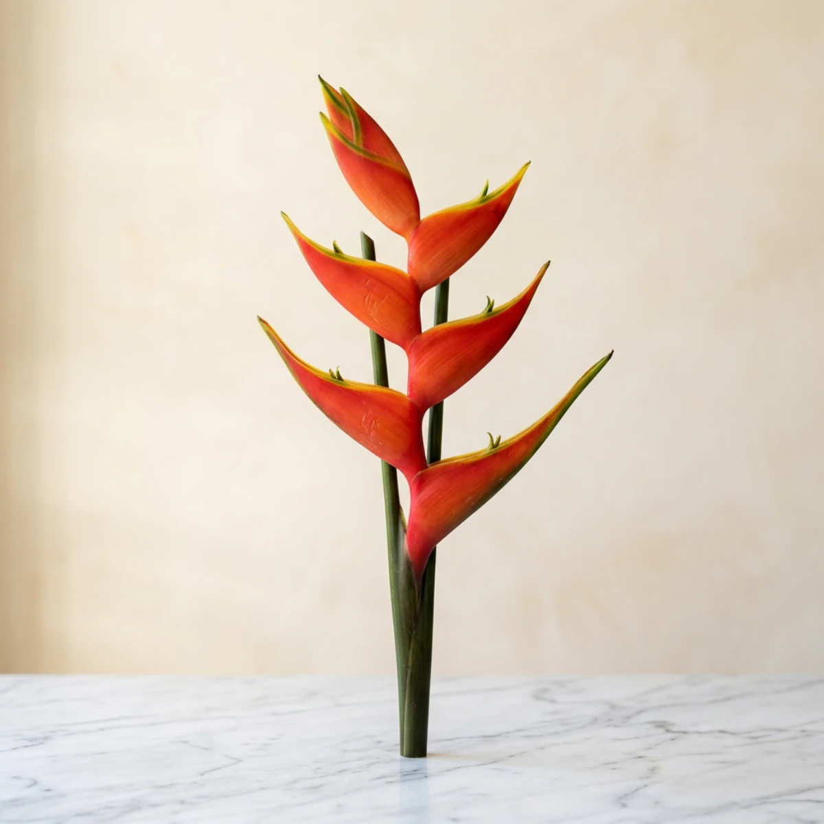 Heliconia