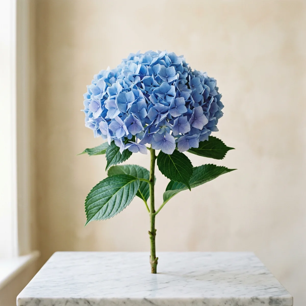 Hydrangea