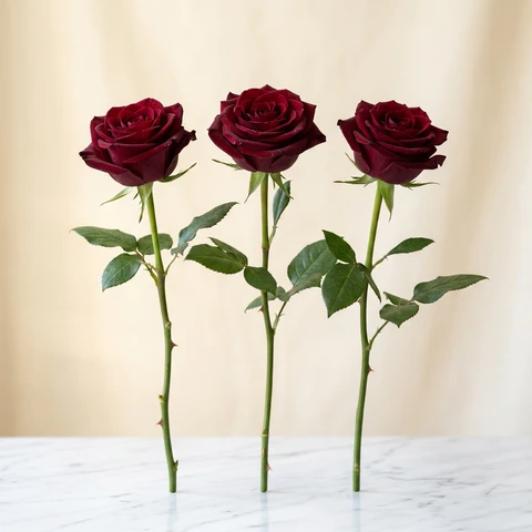 Burgundy / dark red roses