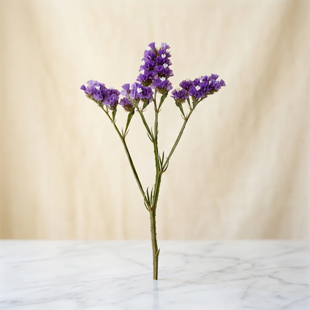 Statice (Limonium)